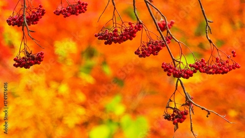 紅葉シーズン