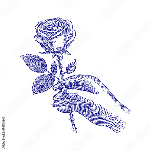 Hand holding a rose illustration. Vintage woodcut engraving linocut vector illustration.