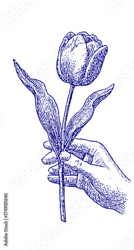 Hand Holding a Tulip Flower. Vintage woodcut engraving linocut vector illustration.