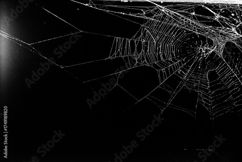 spider web on a dark background