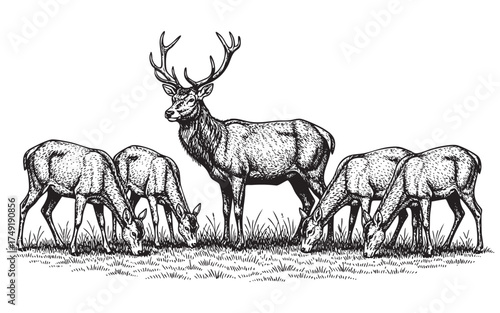 Stag and does grazing in grass deer fawn on grass woodcut engraving vector style illustration