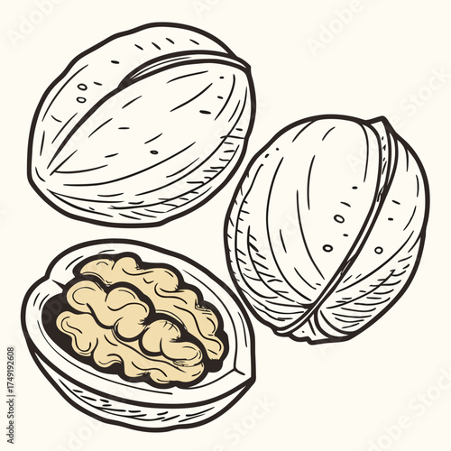 Two whole walnuts and one open walnut vector illustration