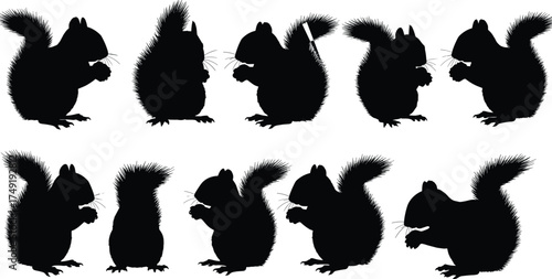 Silhouette of cute squirrels eating nuts, wildlife animals in different poses, vector illustration for nature, forest, and wildlife design