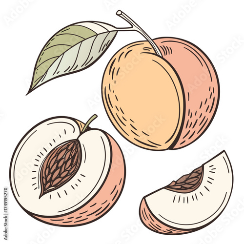 Two whole peaches one sliced peach and a slice fruit 1