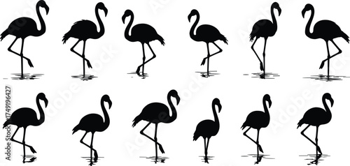 Silhouette of flamingos standing in water, elegant tropical birds, wildlife reflection, nature scene, exotic bird photography, minimalistic animal art