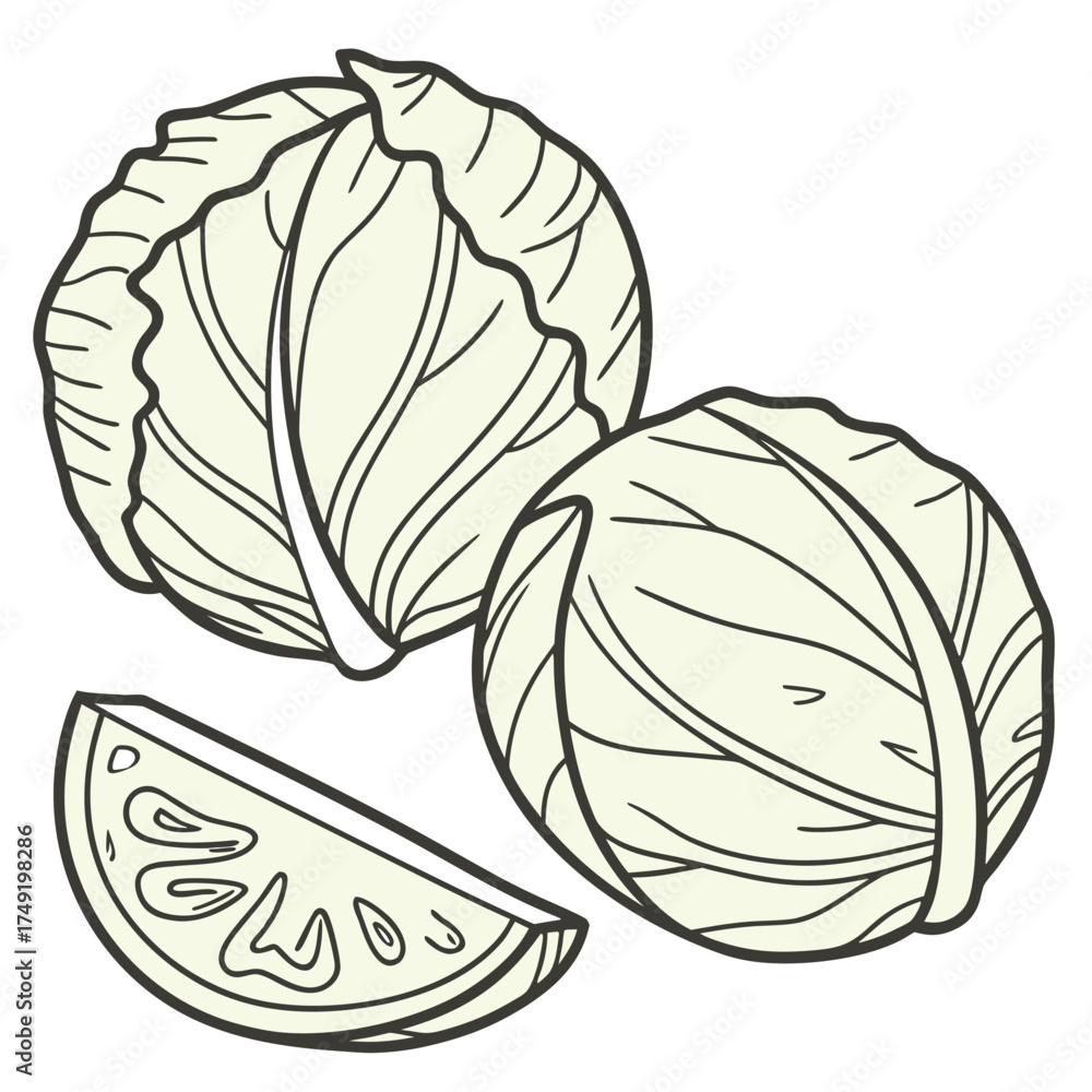 Fototapeta premium Two whole cabbages and one slice vector illustration 1