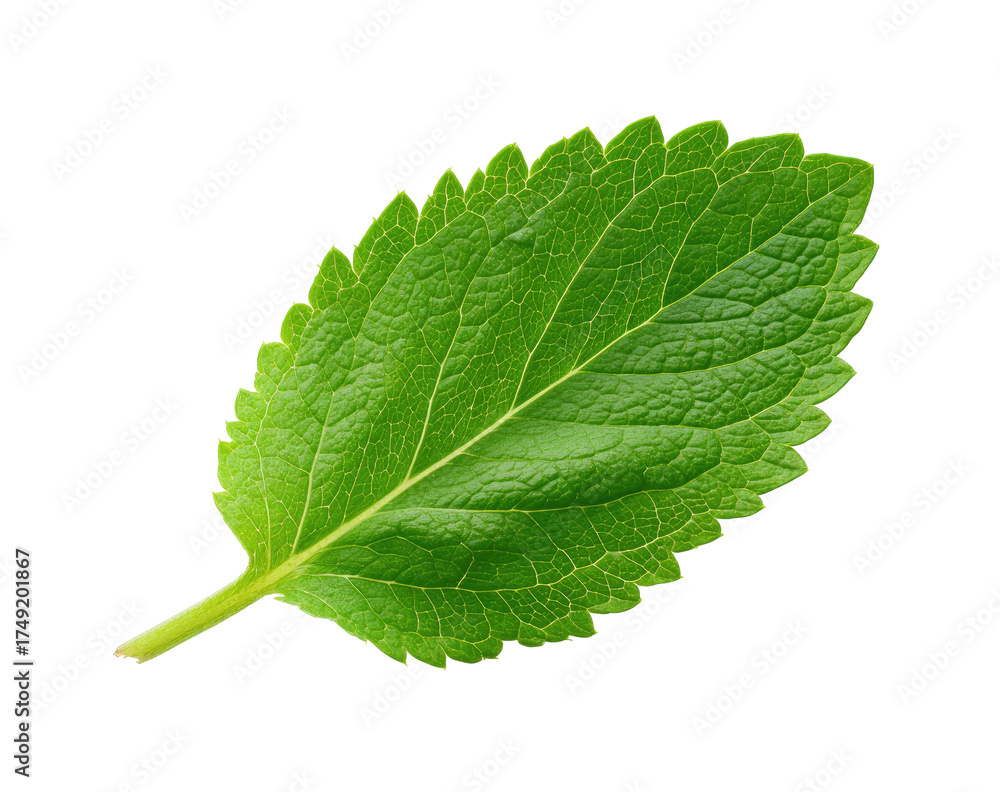 Fototapeta premium Close-up of a vibrant green leaf (8)