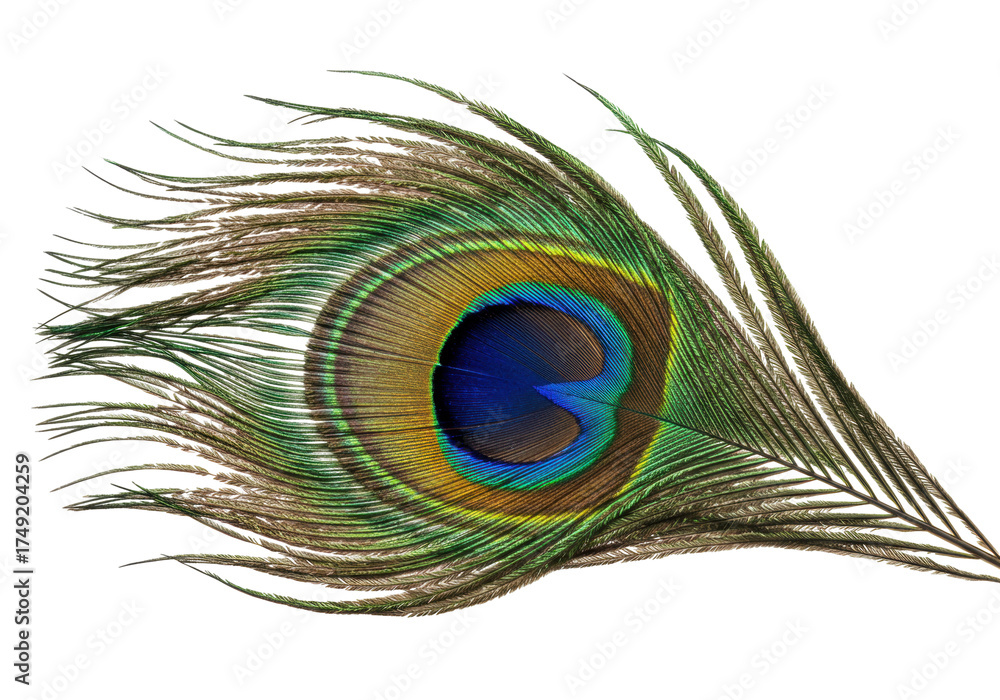 Fototapeta premium Isolated colorful peacock feather showing the eye spot pattern of bright iridescent plumage