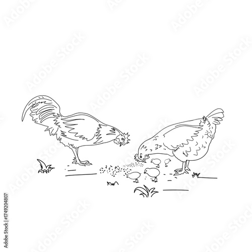 sketch of a pair of rooster and hen and some of their little chicks eating together