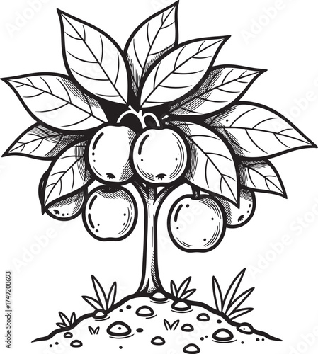 Handdrawn fruit tree with round apples and lush leaves isolated black and white line art illustration.