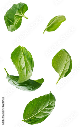 photograph of fresh, aromatic green basil leaves captured floating and falling in various dynamic positions isolated on a pure transparent background.