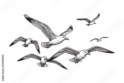 Flock of Seagulls Ocean, Coast, and Freedom in a Vintage Engraving Style