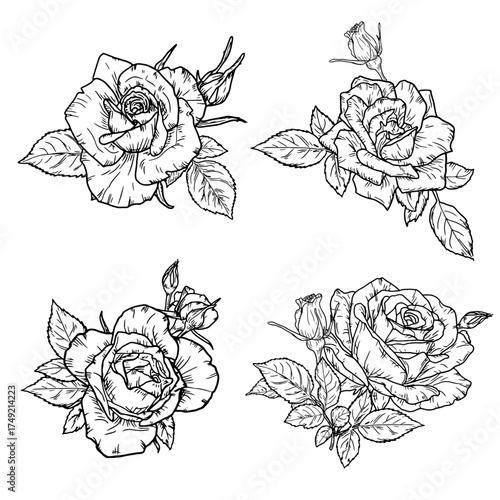 A rose with a bud and leaves, a garden flower, sketch. Vector illustration. A set of flowers with delicate petals, isolated on a white background. For postcards, invitations, textile printing