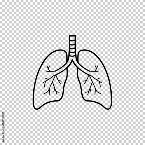 Human lung flat vector icon isolated on transparent background
