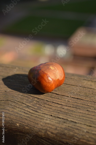 
chestnut in the sun