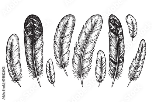 Feather Collection bird Feathers with Detailed Barbs and Vanes, Vintage Engraving Style