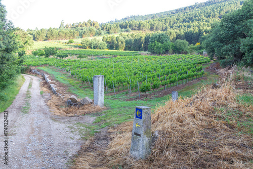 Vineyard near Verin. Galicia. Spain.