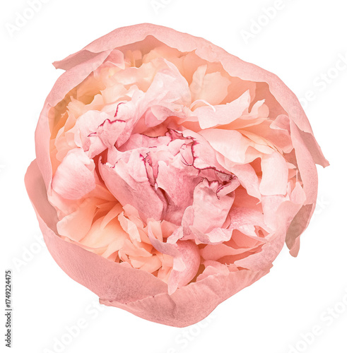 Peony flower  on  a  white isolated background with clipping path. Closeup. For design. Nature..