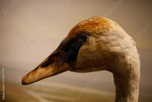 close up of a goose