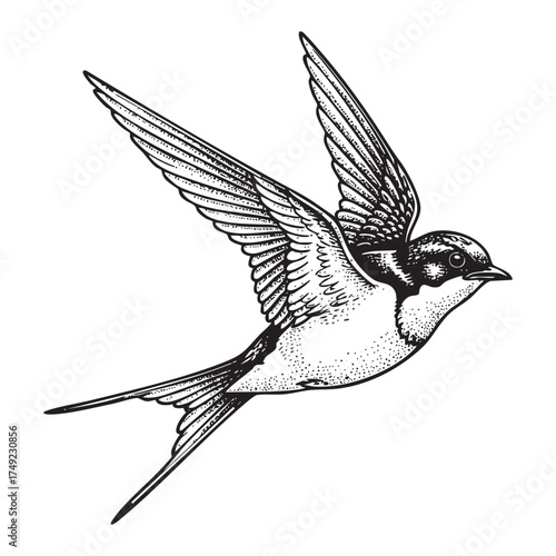Swallow Bird Flying engraving vector illustration