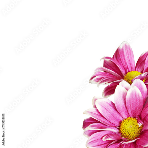 Pink chrysanthemum flowers ...