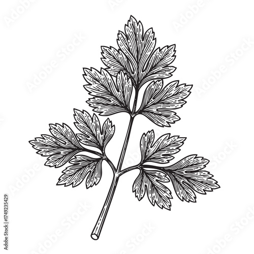 Single Parsley or Celery Leaf with Stem and Veins