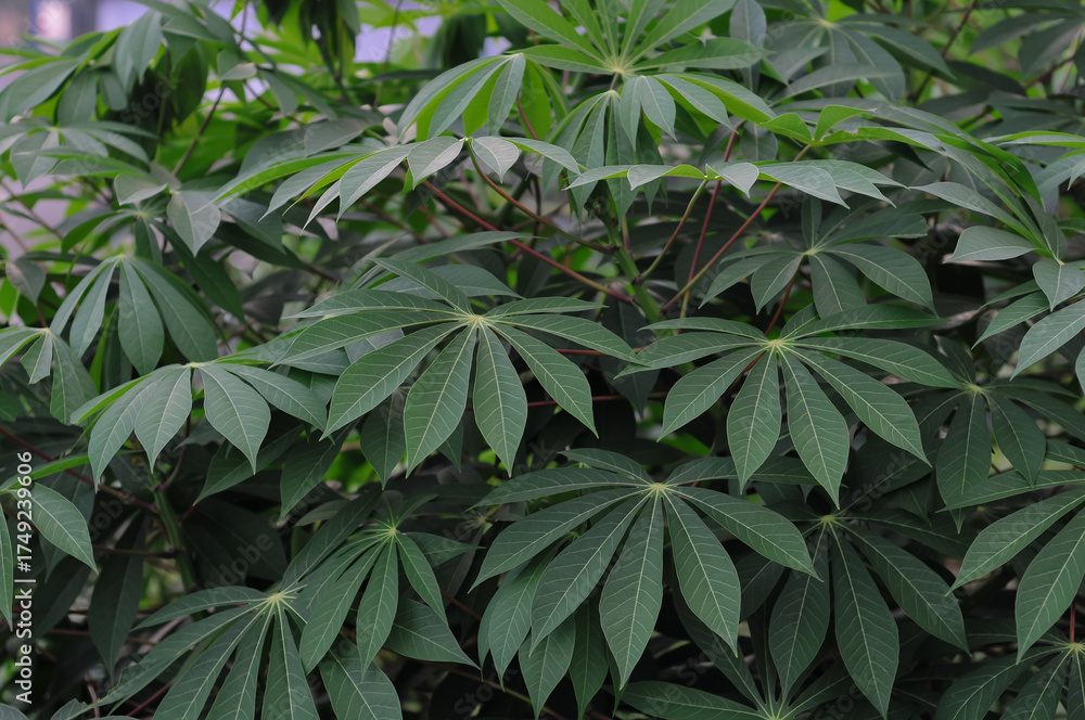 Obraz premium cassava leaves on the plantation in the morning, natural light
