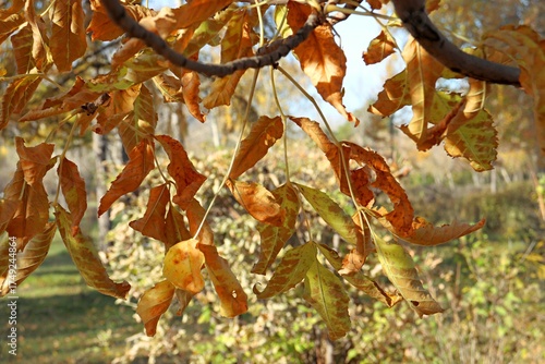 autumn leaves in the forest