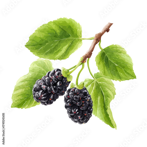 Watercolor painting of Black Mulberry, detailed and artistic vector illustration on a white background.