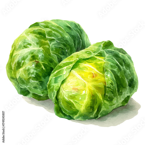 Cabbage Rolls watercolor vector illustration, high-quality artwork isolated on a pure white background.