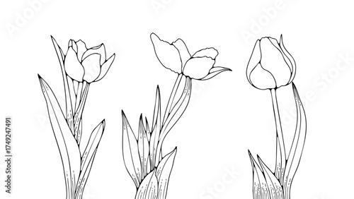 Outlines of tulip flowers isolated on white background. Hand drawn sketch of tulips for publications, coloring or designs