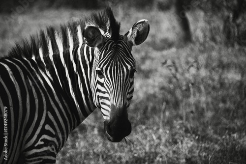 Zebra in the wild in Uganda