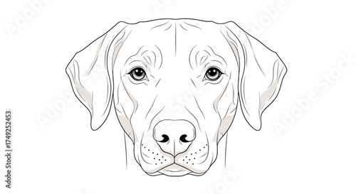 A detailed line art illustration of a dog's head, facing forward, with attentive eyes.
