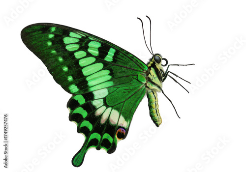 Isolated green butterfly showing its gorgeous details and amazing, colorful pattern on wing