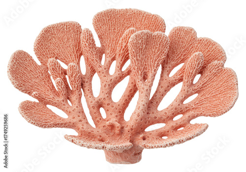 Elegant pink coral isolated on transparent background, sea life decoration for marine and nautical themes