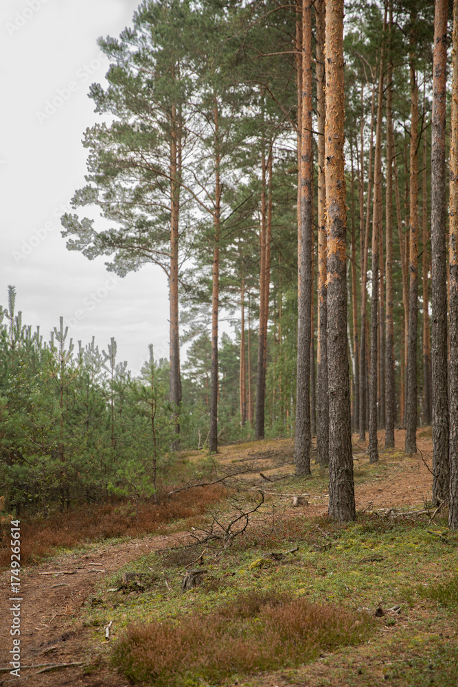Fototapeta premium Scenic pine forest landscape with tall trees and a narrow dirt path. Peaceful woodland view with young green pines and natural ground vegetation on an overcast day.