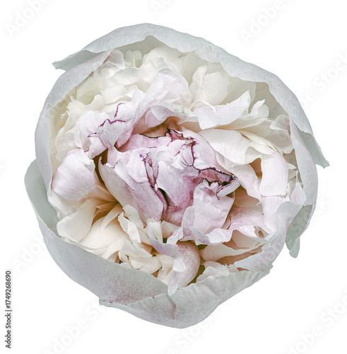 Peony flower  on  a  white isolated background with clipping path. Closeup. For design. Nature..