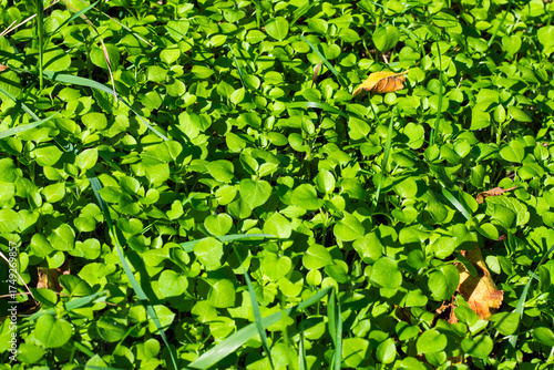 Clover field view