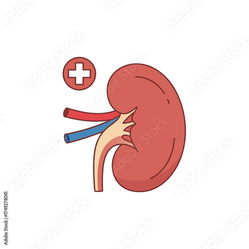 Detailed illustration of a human kidney with a medical cross, symbolizing vital organ health, renal care, and the importance of well-being for the body's excretory system