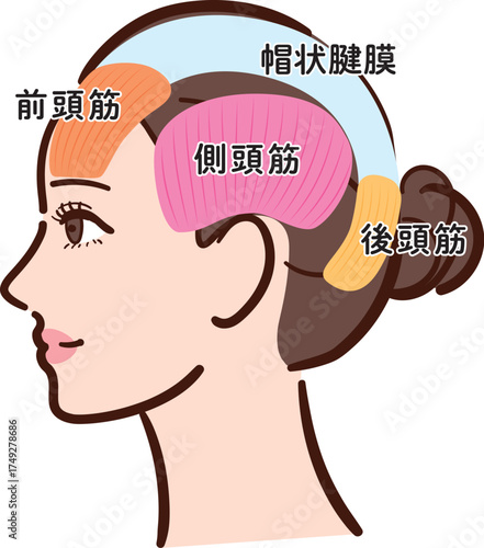 若い女性の横顔　頭部の筋肉の図解イラスト（名称あり・カラフル）