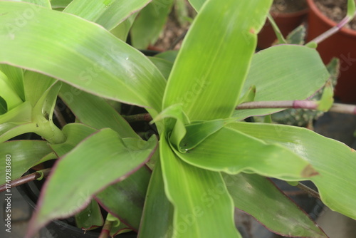 Bild auf Leinwand Złoty Wąs koszyk Mojżesza z Meksyku i Karaibów Callisia fragrans