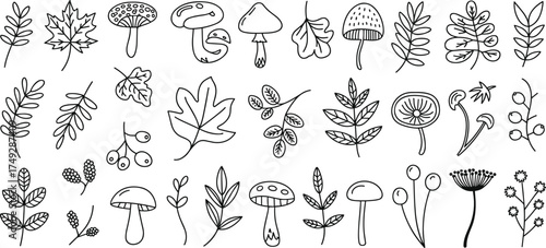 Collection of hand-drawn botanical elements featuring leaves and mushrooms for artistic designs