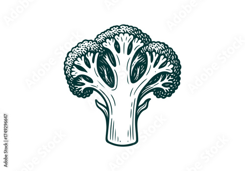 Broccoli hand drawn simple engraved vector illustration