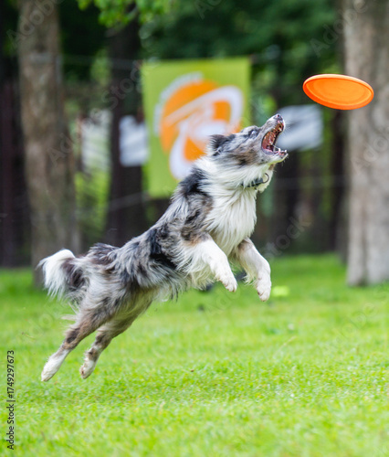 A dog runs and catches a Frisbee