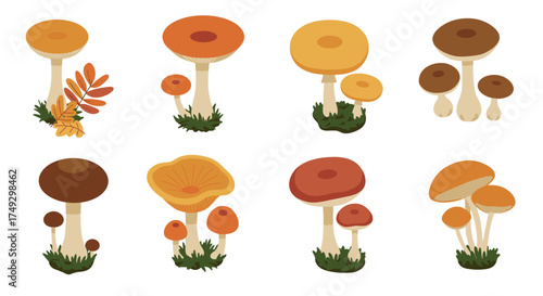 Colorful mushroom collection: flat autumn woodland fungi set with leaves and grass