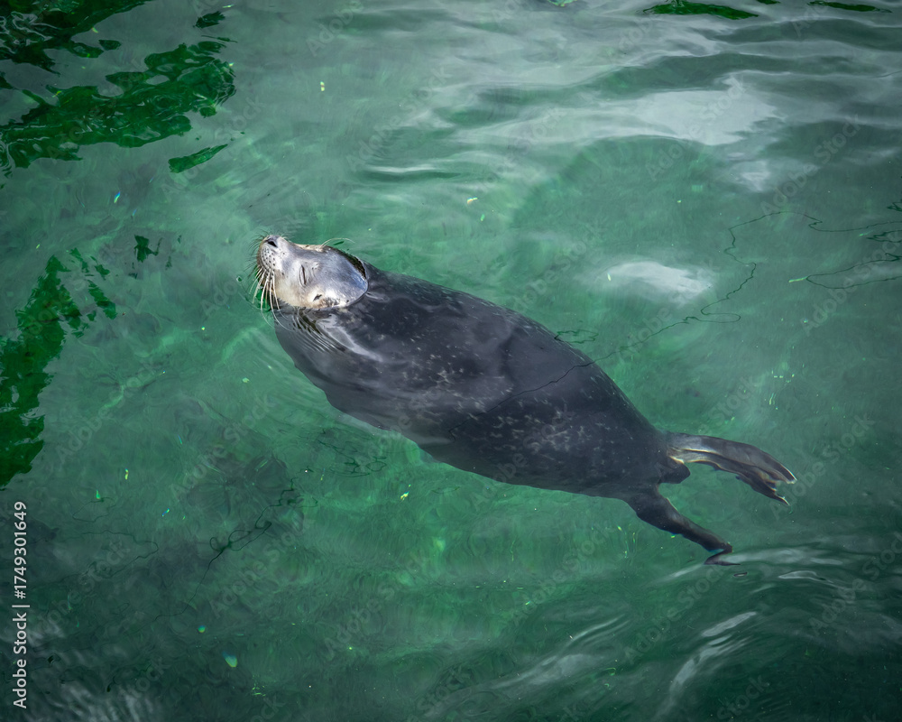 Fototapeta premium Young grey seal swimming in a green water. 