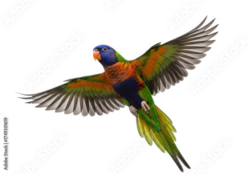 Isolated lorikeet flying spreading wings, beautiful colorful australian parrot animal