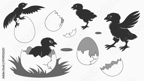 Chick Hatching from Egg Stages Illustration New Life Growth Development Evolution Progress Spring Business Startup Innovation Graphic Design Element