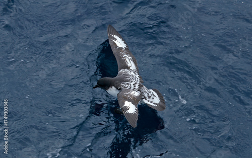 Photography Cape petrel