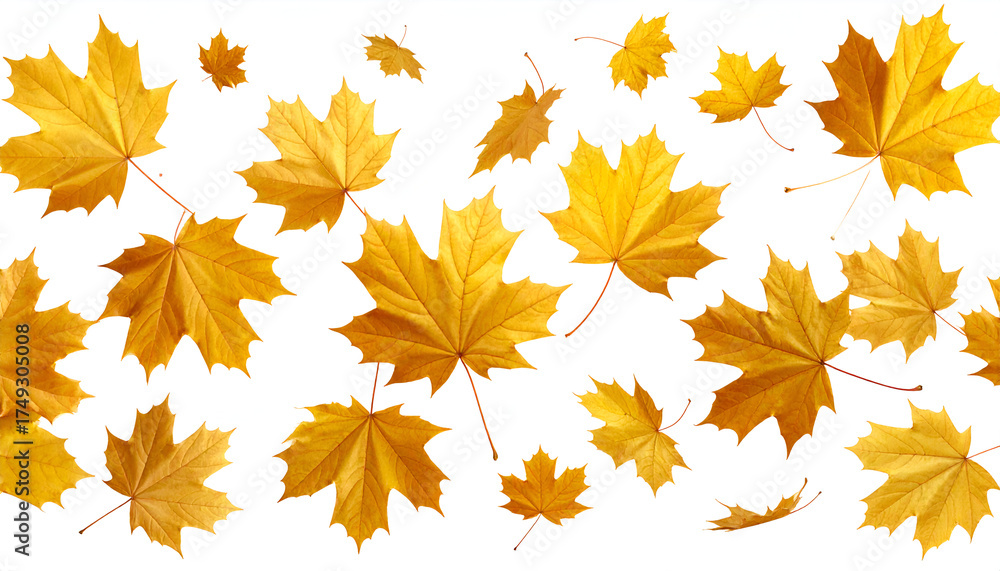 Fototapeta premium autumn leaves background